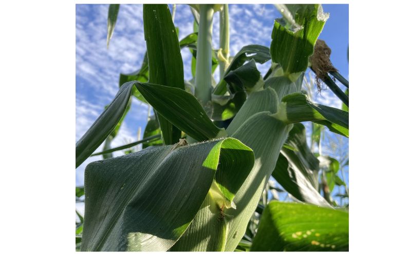 【2026年9月より順次発送】北海道富良野産白い"とうもろこし"「ホワイトショコラ」　特大12本（約5kg）