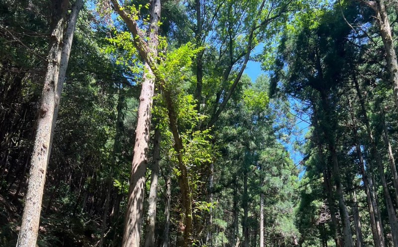 薪 地元の森から直送！こだわりの広葉樹薪 20kg セット まき キャンプ