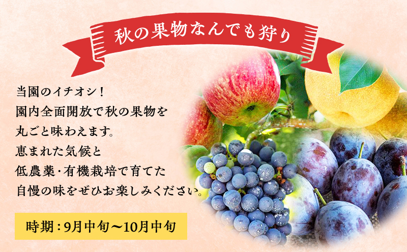 妹尾観光農園 フルーツ狩りチケット1000円 割引 チケット クーポン 利用券 フルーツ 旅行 体験 農園 北海道 仁木町 [フルーツショップ妹尾観光農園]