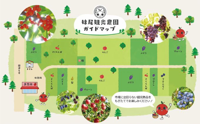 妹尾観光農園 フルーツ狩りチケット1000円 割引 チケット クーポン 利用券 フルーツ 旅行 体験 農園 北海道 仁木町 [フルーツショップ妹尾観光農園]