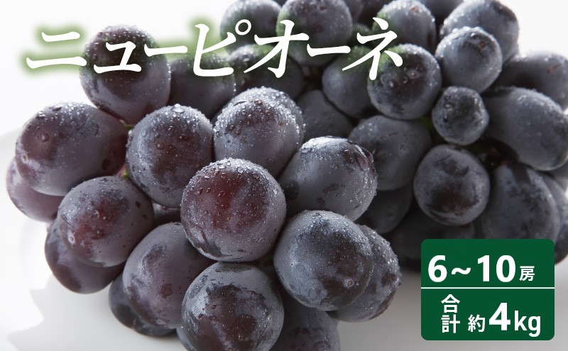 桃 2026年 先行予約 岡山 白桃 8玉（合計1.7kg以上）化粧箱入り もも