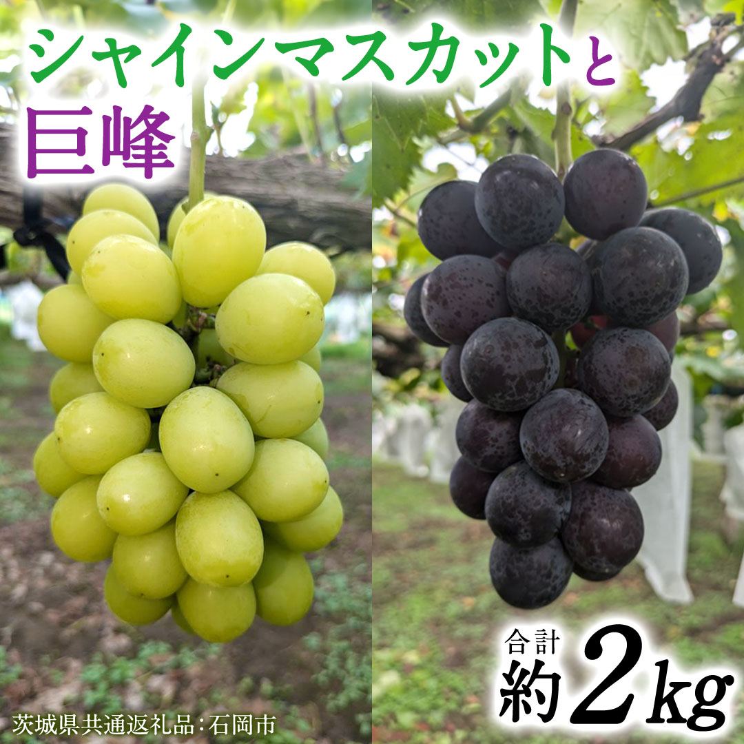 美しい葡萄園 末吉農園の大阪ぶどう(大阪産ぶどう)。 Bunches of Osaka Grapes