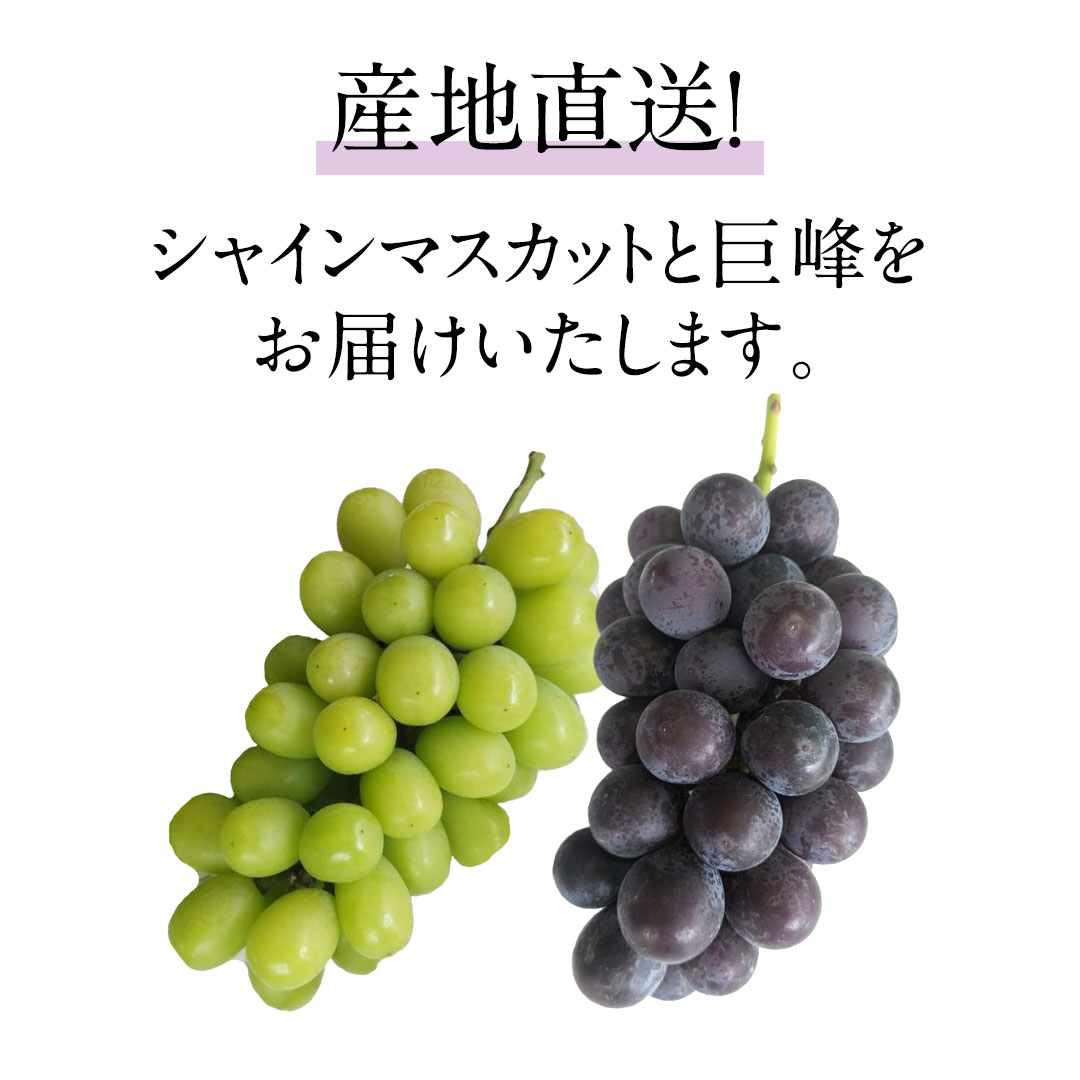 マスカット 信玄食品 美人選果 シャインマスカット 24g| コープこうべネット