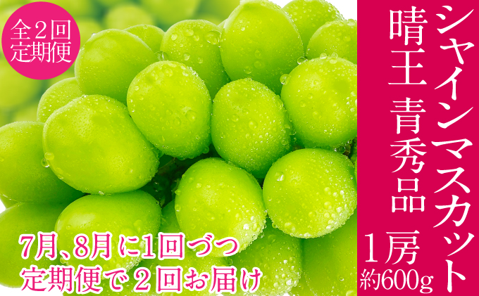 2026年予約受付中【2回定期便】シャインマスカット 晴王 7月8月に1回づつ出荷  1房 約600g  人気 岡山県産 種無し 皮ごと食べる みずみずしい  フレッシュ 晴れの国 おかやま 果物大国 ハレノフルーツ