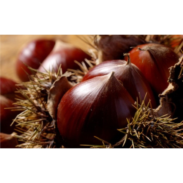 愛媛県鬼北町のふるさと納税 【宗家 源吉兆庵】栗をまるごと使用した『御前栗』9個セット ｜ 愛媛県 鬼北町 和栗 くり 高級 贅沢 和菓子 贈答用 季節限定 希少 旬の味 絶品　※離島への配送不可　※2026年1月中旬頃までに順次発送予定