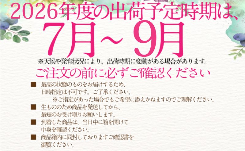 2026年予約受付中 シャインマスカット 晴王 7月8月9月に1回づつ出荷 3回 1房 約700g  人気 岡山県産 種無し 皮ごと食べる みずみずしい  フレッシュ 晴れの国 おかやま 果物大国 ハレノフルーツ