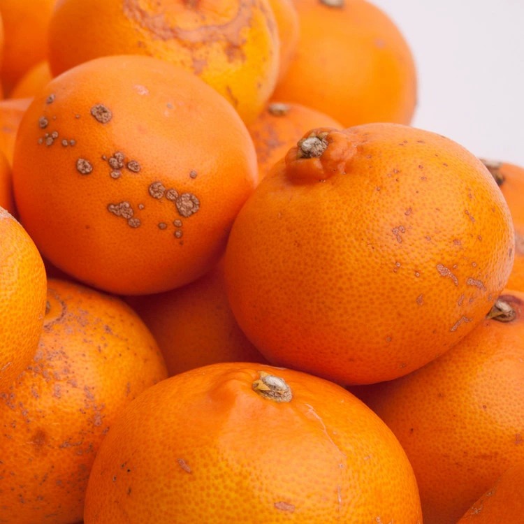 ＜2月より発送＞家庭用 せとか1kg+250g（傷み補償分）【柑橘・春みかんの王様】【光センサー選果・食べ頃出荷】訳あり わけあり ワケアリ ◇ ※北海道・沖縄・離島への配送不可 ※2026年2月中旬～3月下旬頃に順次発送予定