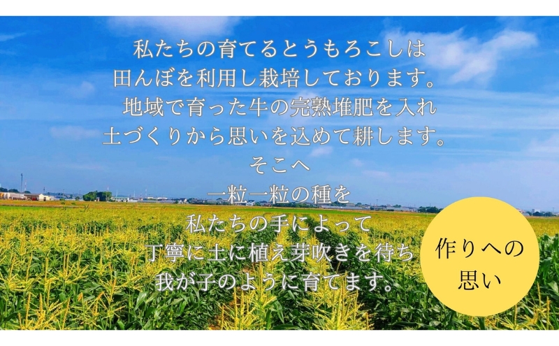 【先行予約】?極の?さと果汁 白いとうもろこし おすすめ コーン トウモロコシ 採れたて 新鮮 健康 ヘルシー 人気 厳選 袋井市