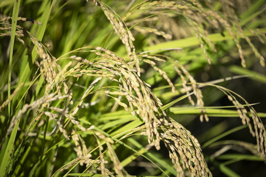 愛媛県鬼北町のふるさと納税 【R7年産】鬼米×ひめの凛（プレミアムクオリティ） 各5kg （計10kg） ｜ お米 お米不足 お米品薄 おいしい お米 事業者支援 送料無料 白米 精米 国産 限定 ごはん ご飯 白飯 ゴハン 愛媛県産 鬼北町 ※2025年11月上旬より順次発送予定