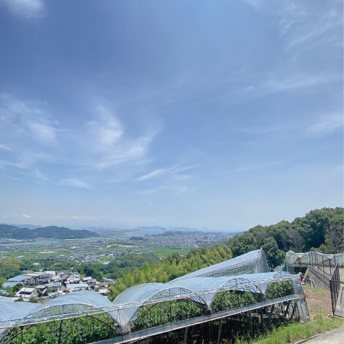 【定期便 全2回】ぶどう 2026年 先行予約 9月・10月発送 シャインマスカット 晴王 1房 約700g ブドウ 葡萄 岡山県産 国産 フルーツ 果物 ギフト