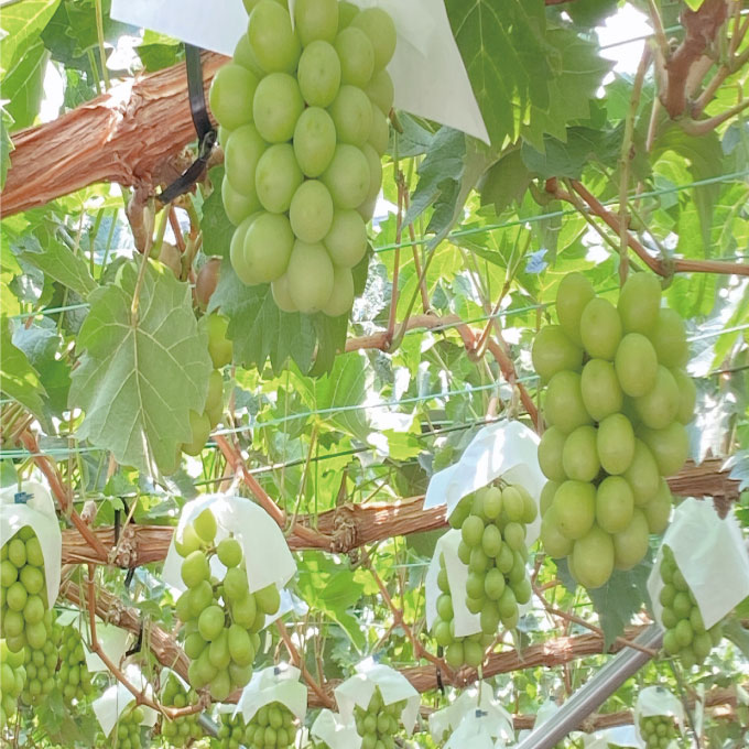 【定期便 全2回】ぶどう 2026年 先行予約 9月・10月発送 シャインマスカット 晴王 1房 約750g ブドウ 葡萄 岡山県産 国産 フルーツ 果物 ギフト