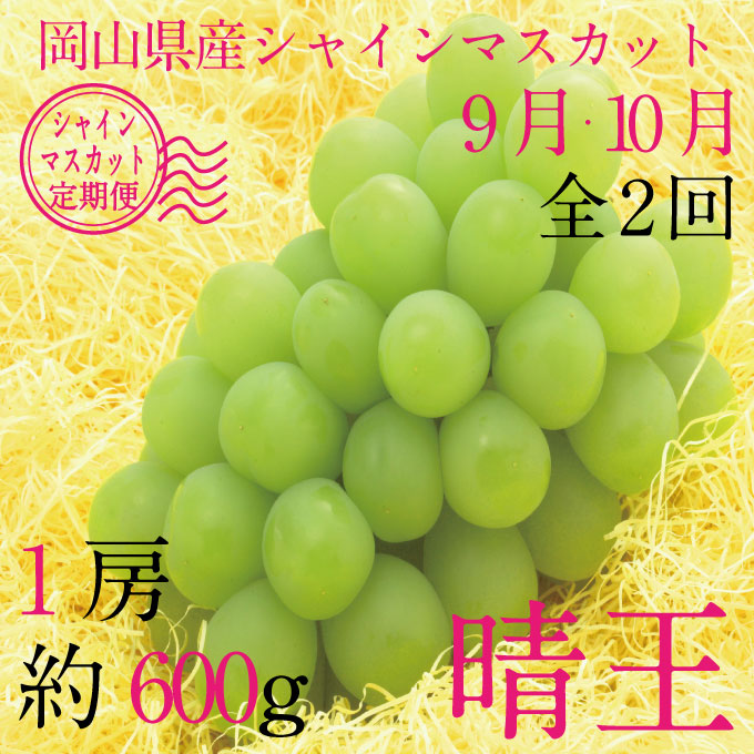 【定期便 全2回】 ぶどう 2026年 先行予約 9月・10月発送 シャインマスカット 晴王 1房 約600g ブドウ 葡萄 岡山県産 国産 フルーツ 果物 ギフト
