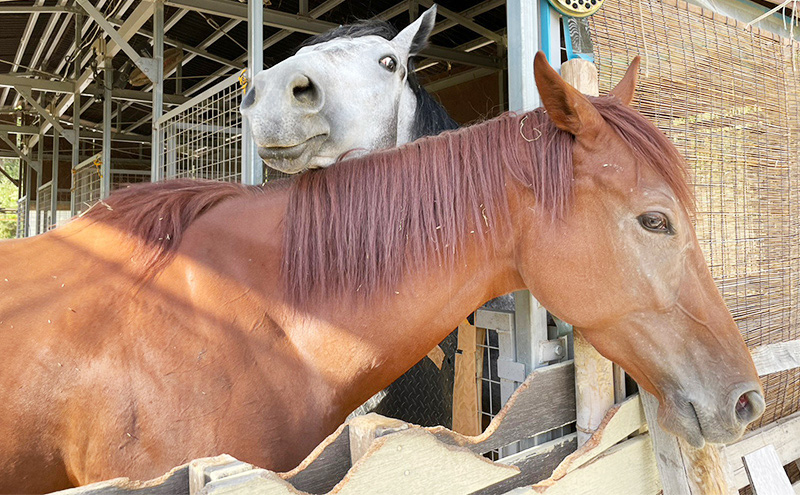 張子の馬 トントントントロ＆グラマー 4頭 セット 馬 うま 置物 インテリア 張子 張り子 干支 手造り オリジナル