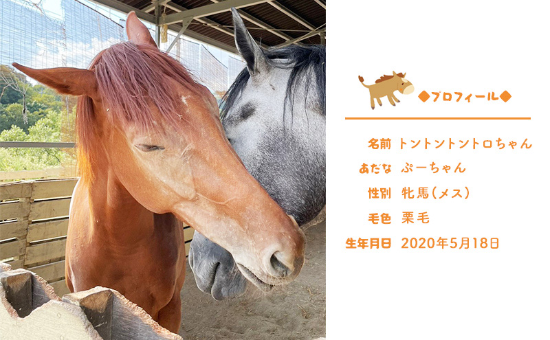 張子の馬 トントントントロ 通常バージョン 馬 うま 置物 インテリア 張子 張り子 干支 手造り オリジナル