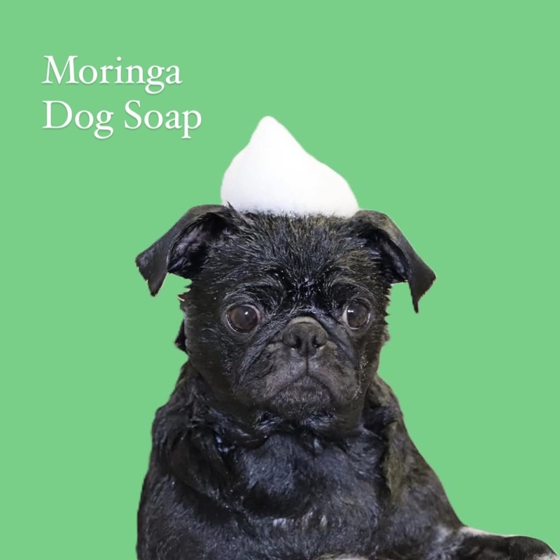 モリンガドッグシャンプーバーと肉球クリームの2個セット ペット用品 ドッグシャンプー ペットシャンプー シャンプー 犬 犬用 サラサラ 低刺激 モリンガ 肉球ケア 肉球クリーム 宮津市 京都府