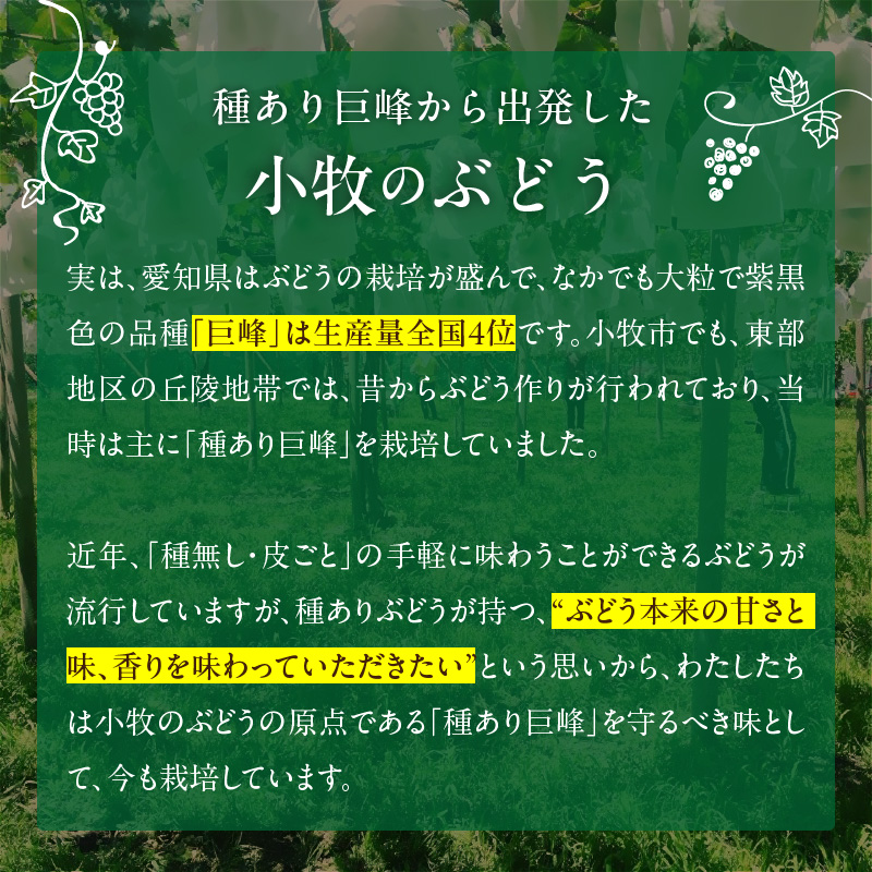 愛知県小牧市のふるさと納税 こだわりの種あり巨峰　約2kg 2026年先行予約（2026年発送分）ぶどう ［034K01］