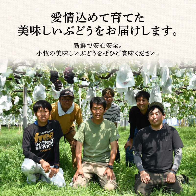 愛知県小牧市のふるさと納税 こだわりの種あり巨峰　約2kg 2026年先行予約（2026年発送分）ぶどう ［034K01］