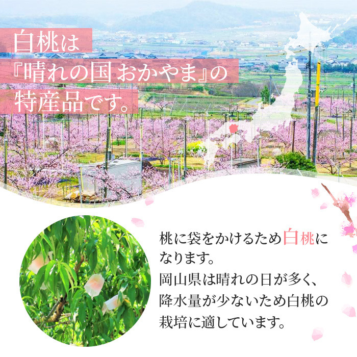 桃 2026年 先行予約 岡山 白桃 ロイヤル 3玉入り 合計約900g もも モモ 岡山県産 国産 フルーツ 果物 ギフト 橋田商店