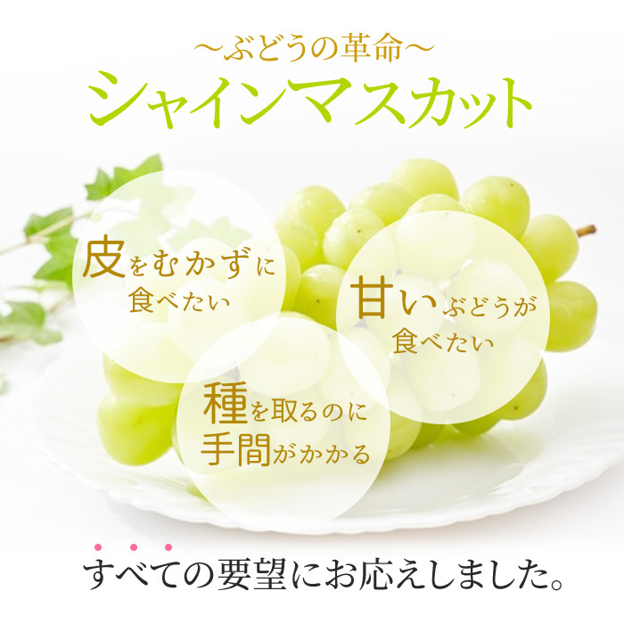 ぶどう 2026年 先行予約 シャイン マスカット 晴王 特大房 2房入り 合計約2kg 大粒 種無し ブドウ 葡萄 岡山県産 国産 フルーツ 果物 ギフト 橋田商店