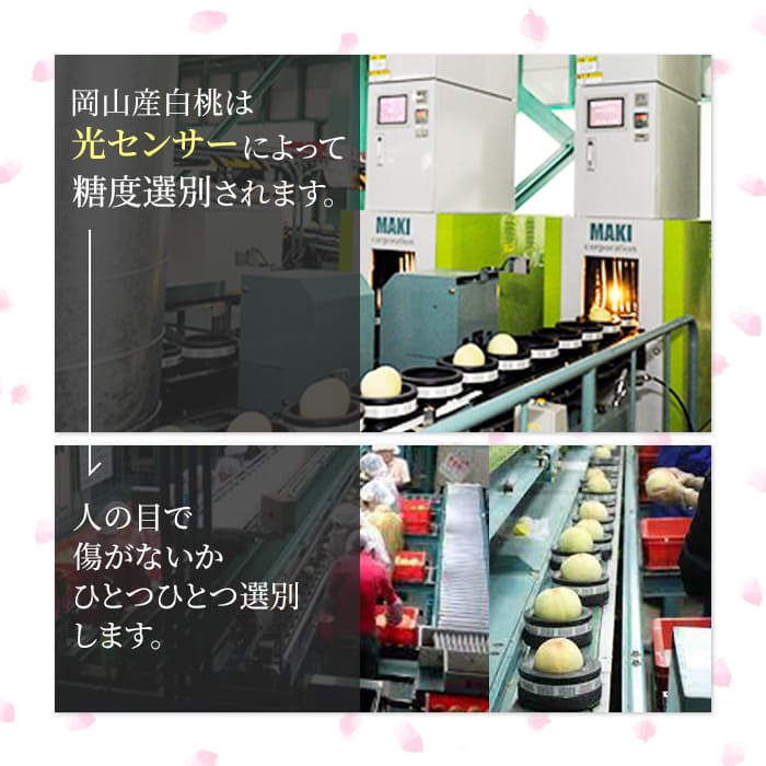 桃 2026年 先行予約 岡山 白桃 ロイヤル 約1.5kg 5～7玉入り もも モモ 岡山県産 国産 フルーツ 果物 ギフト 橋田商店