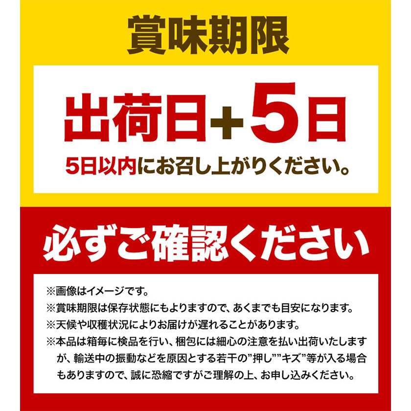 岡山県浅口市のふるさと納税 【2026年先行予約】シャインマスカット 晴王 岡山県産 定期便 2ヶ月 9月・10月発送《2026年9月中旬-10月中旬頃出荷(土日祝除く)》1房 750g 晴レ乃青果　(岡山中央卸売市場店(富士紙工 有限会社)) 岡山県 浅口市 【配送不可地域あり】