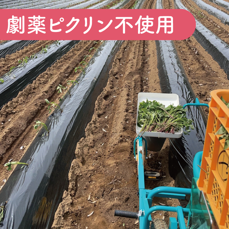 【先行予約】鹿畑ポテト小屋の生さつまいも 紅はるか 計 約5kg（４kg+約25％補償分） 【鹿嶋市 減農薬 熟成 貯蔵 サツマイモ 生芋 べにはるか 送料無料 5キロ 10000円以内 1万円以内】 (KBR-10)