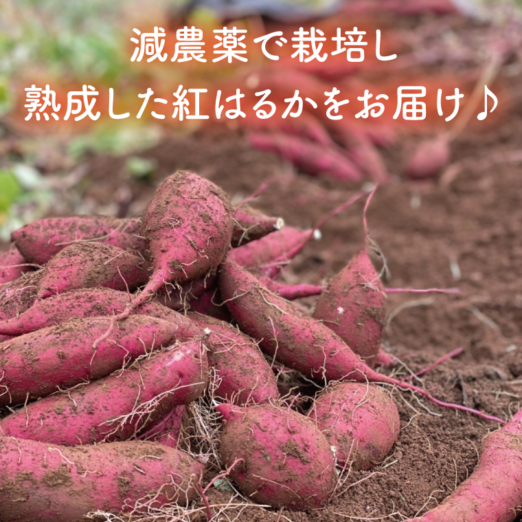 【先行予約】鹿畑ポテト小屋の生さつまいも 紅はるか 計 約10kg（８kg+約25％補償分）【鹿嶋市 減農薬 熟成 貯蔵 サツマイモ 生芋 べにはるか 送料無料 10キロ 15000円以内】 (KBR-11)