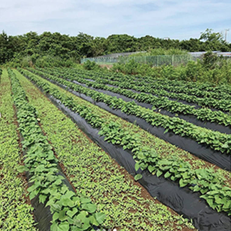 【先行予約】鹿畑ポテト小屋の生さつまいも 紅はるか 計 約10kg（８kg+約25％補償分）【鹿嶋市 減農薬 熟成 貯蔵 サツマイモ 生芋 べにはるか 送料無料 10キロ 15000円以内】 (KBR-11)