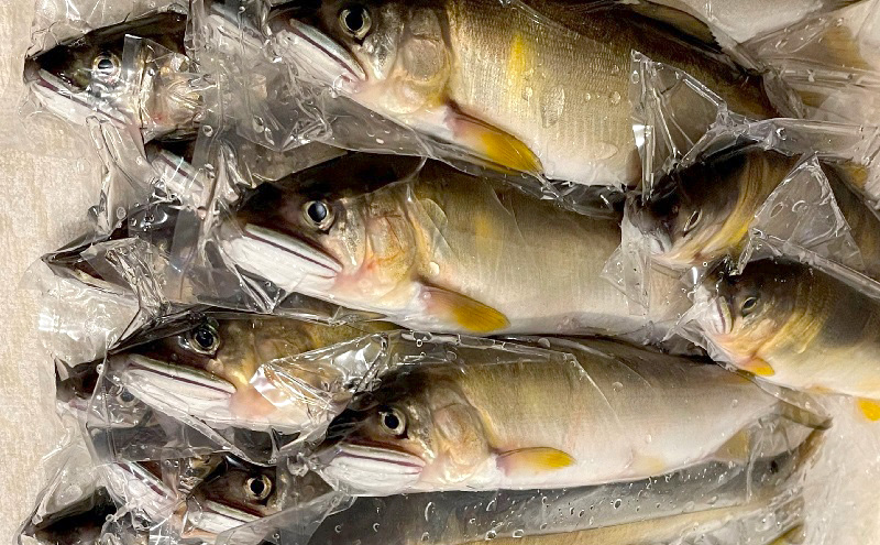 天然鮎 4～6匹 合計500g以上 【9月 発送予定】 冷凍 個包装 鮎 アユ あゆ 魚 川魚 岡山県産 吉井川