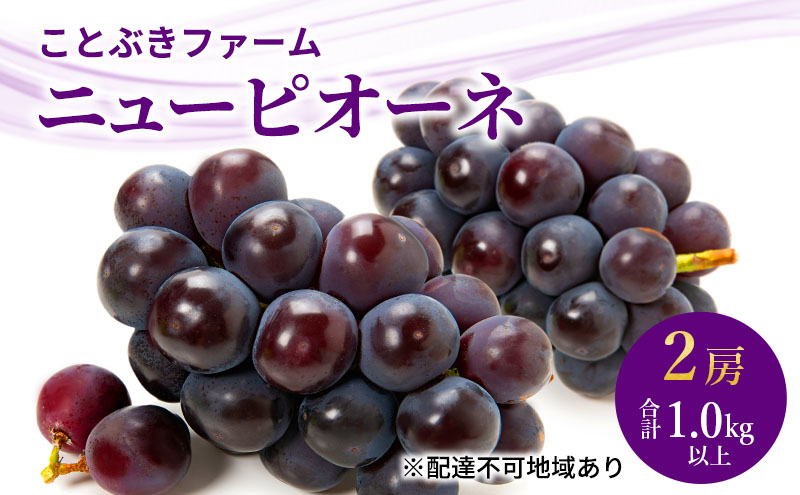 ぶどう 2026年 先行予約 ニューピオーネ２房入り 合計1.0kg以上 岡山県 赤磐市 ブドウ 葡萄 果物 フルーツ