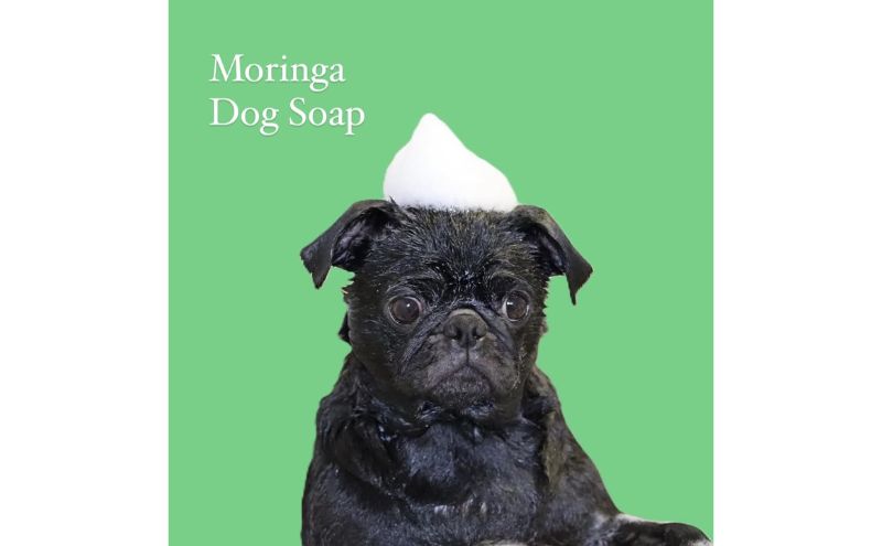 モリンガドックシャンプーバー2個 ペット用品 ペット ドッグシャンプー ペットシャンプー シャンプー 犬 犬用 サラサラ 低刺激 モリンガ 宮津市 京都府