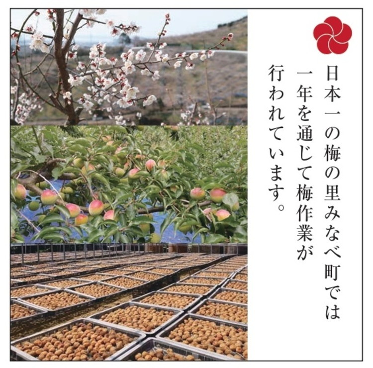 梅の里から正月飾り「門梅(登録商標)」 ※北海道・沖縄・離島への配送不可 ※2025年12月25日から順次発送