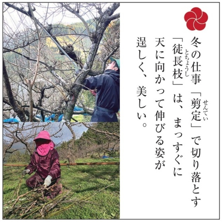 梅の里から正月飾り「門梅(登録商標)」 ※北海道・沖縄・離島への配送不可 ※2025年12月25日から順次発送