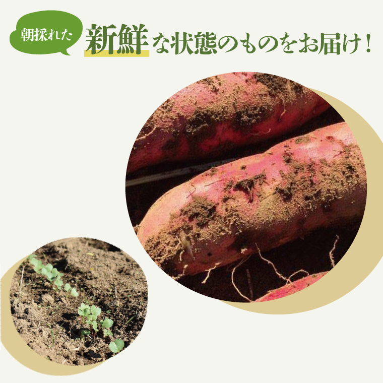 ★先行予約★【2026年10月中旬～11月末頃までの発送品！】【普通栽培】紅はるか 生さつまいも(4kg+約25%補償分)　計 約5kg【サツマイモ 芋 いも べにはるか 新鮮 焼き芋 煮物 天ぷら スイートポテト 鹿嶋市 茨城県】（KAG-41）