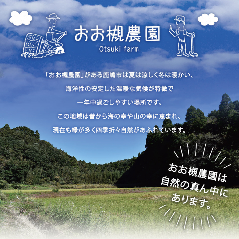 ★先行予約★【2026年10月中旬～11月末頃までの発送品！】【普通栽培】紅はるか 生さつまいも(4kg+約25%補償分)　計 約5kg【サツマイモ 芋 いも べにはるか 新鮮 焼き芋 煮物 天ぷら スイートポテト 鹿嶋市 茨城県】（KAG-41）