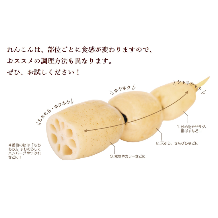＼先行予約・数量限定／オーガニック肥料で育てたれんこん 2kg (8月上旬発送開始予定)【茨城県 鹿嶋市 有機栽培 オーガニック レンコン 蓮根 野菜 根菜 産地直送 有機野菜 】（KBJ-3）