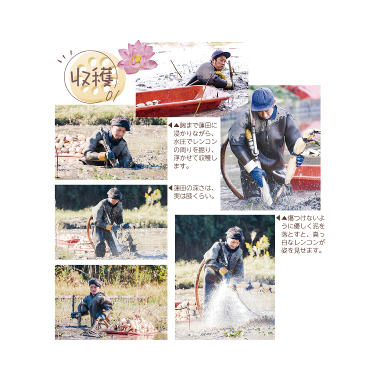 ＼先行予約・数量限定／オーガニック肥料で育てたれんこん 2kg (8月上旬発送開始予定)【茨城県 鹿嶋市 有機栽培 オーガニック レンコン 蓮根 野菜 根菜 産地直送 有機野菜 】（KBJ-3）