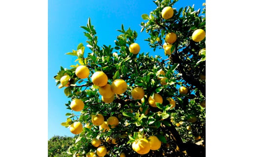 マルツジ果樹園の土佐文旦 家庭用(小玉) 約10kg 10キロ M～Lサイズ 24～34個入り