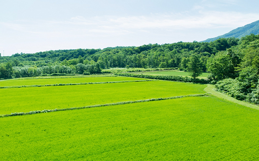 山形県南陽市のふるさと納税 【令和7年産】 JA 特別栽培米 つや姫 10kg (5kg×2袋) 『JA山形おきたま』 山形置賜産 米 精米 山形県 南陽市 [639]