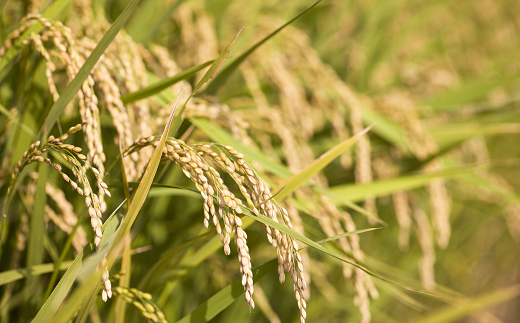 山形県南陽市のふるさと納税 【令和7年産】 JA 特別栽培米 つや姫 10kg (5kg×2袋) 『JA山形おきたま』 山形置賜産 米 精米 山形県 南陽市 [639]