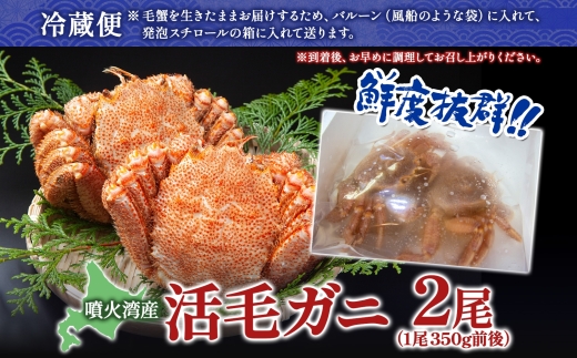  先行受付 北海道 噴火湾産 活毛がに 350g前後×2尾 2026年6月下旬～7月上旬お届け 北海道産 旬 新鮮 毛がに かに カニ 蟹 毛ガニ 毛蟹 カニ味噌 天然 噴火湾 産地直送 お取り寄せ 冷蔵 洞爺湖町