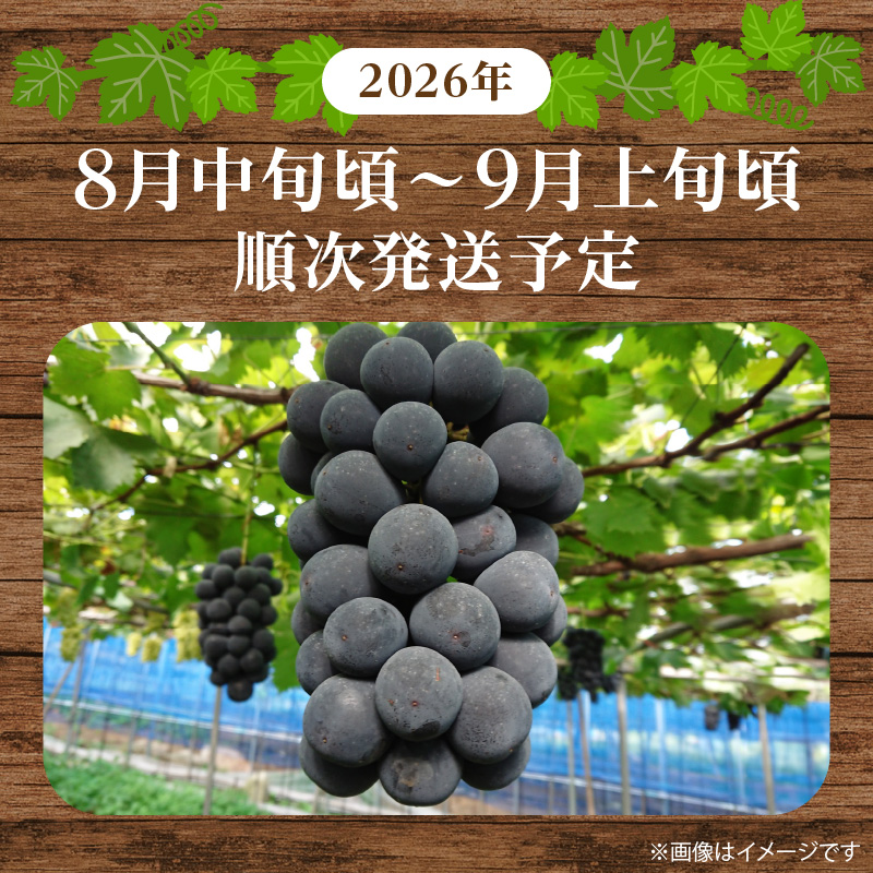 G7088_【2026年 先行予約】 紀州有田産 ブラックオリンピア (ハチミツぶどう) 2kg 【ぶどう ブドウ 葡萄 グレープ フルーツ 国産】