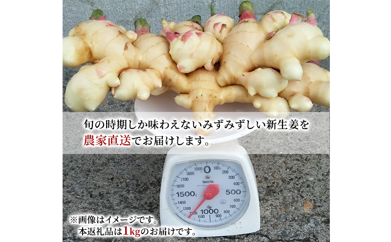 先行予約 秋田県 にかほ市産  新生姜1kg【 生姜 しょうが ショウガ ジンジャー 薬味 】