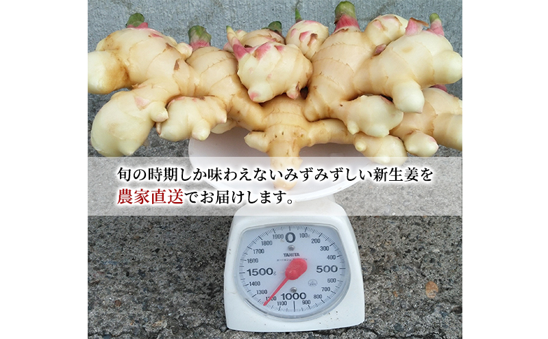 先行予約 秋田県 にかほ市産 新生姜1.2kg【 生姜 しょうが ショウガ ジンジャー 薬味 】