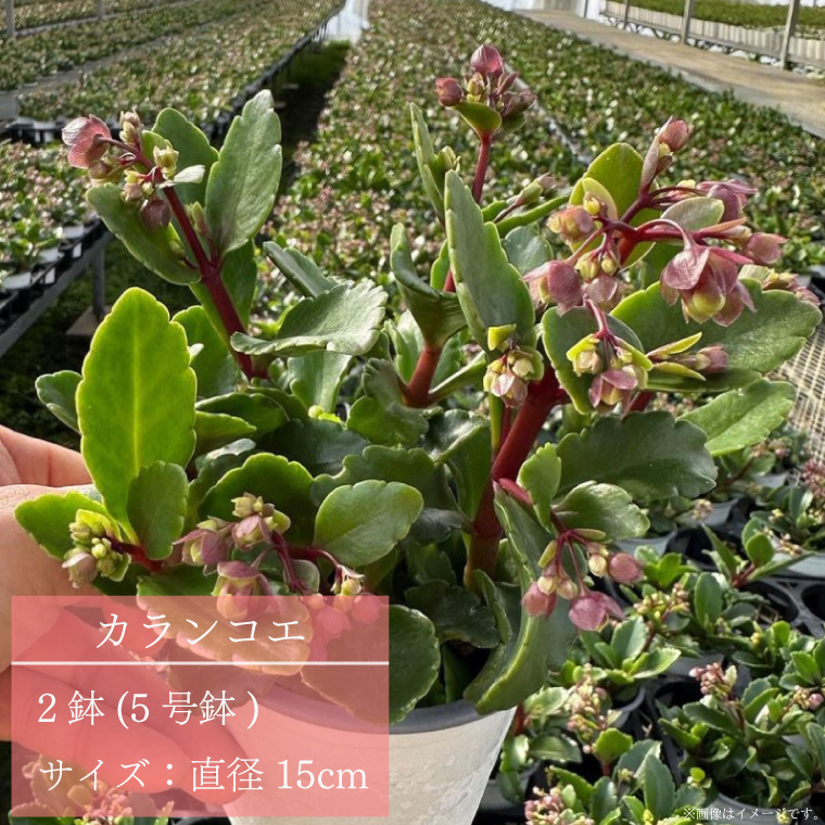 【2026年2月より順次発送】須貝花園 カランコエ 2鉢(5号鉢)｜カランコエ 花 多肉植物 季節の花 須貝花園 先行予約 茨城県 行方市(C-15)