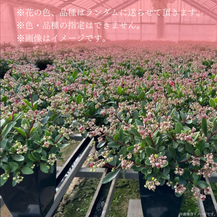 【2026年2月より順次発送】須貝花園 カランコエ 2鉢(5号鉢)｜カランコエ 花 多肉植物 季節の花 須貝花園 先行予約 茨城県 行方市(C-15)