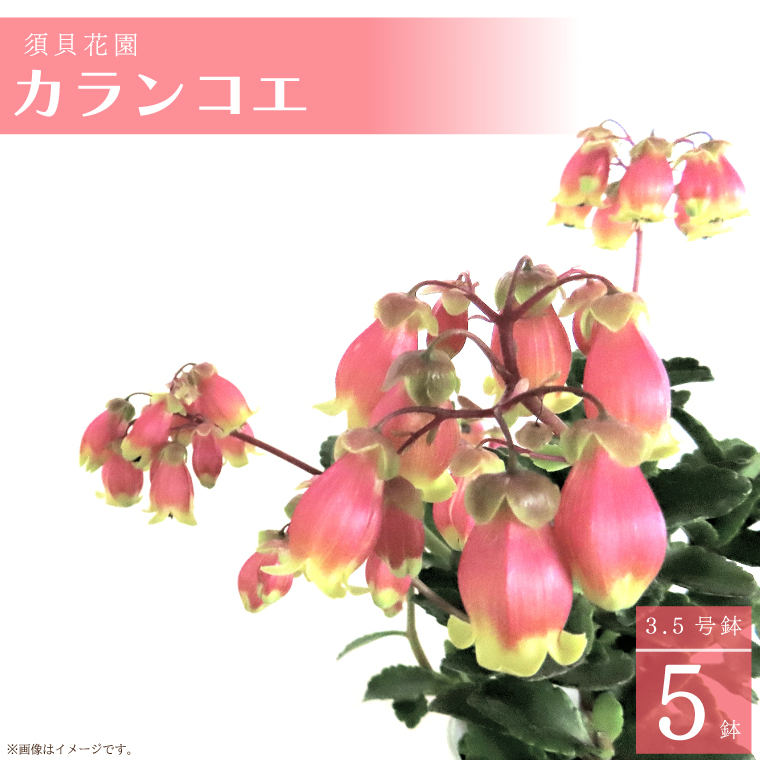 【2026年2月より順次発送】須貝花園 カランコエ 5鉢(3.5号鉢)｜カランコエ 花 多肉植物 季節の花 須貝花園 先行予約 茨城県 行方市(C-16)