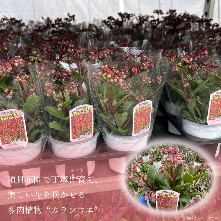 【2026年2月より順次発送】須貝花園 カランコエ 5鉢(3.5号鉢)｜カランコエ 花 多肉植物 季節の花 須貝花園 先行予約 茨城県 行方市(C-16)
