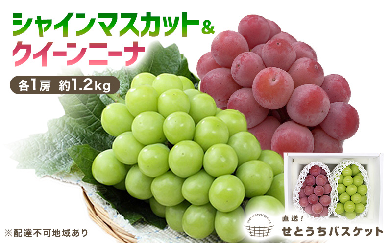 yRʖszԂǂ 2026N s\ VC}XJbg  NC[j[i e1[ 1.2kg uhE  RY Y t[c ʕ IƂoXPbg