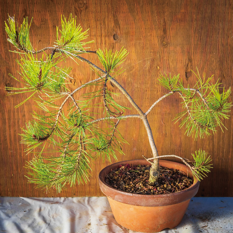 しだれ赤松（天目松）　苗木1本（接ぎ木後3～4年・樹高50～70cm）【赤松 天目松 松 吉祥松 苗木 接ぎ木 茨城県 鹿嶋市 50000円以内】（KDM-004）
